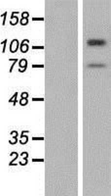 Western Blot: TMTC3 Overexpression Lysate (Adult Normal) [NBP2-04887] Left-Empty vector transfected control cell lysate (HEK293 cell lysate); Right -Over-expression Lysate for TMTC3.