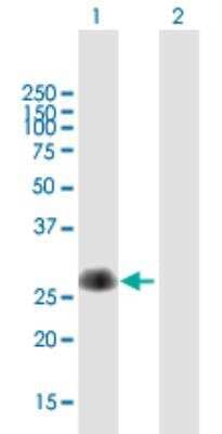 Western Blot: TMUB1 Antibody [H00083590-B01P-50ug] - analysis of TMUB1 expression in transfected 293T cell line by TMUB1 MaxPab polyclonal antibody.Lane 1: C7orf21 transfected lysate(27.06 KDa).Lane 2: Non-transfected lysate.