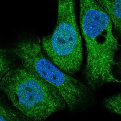 Immunocytochemistry/Immunofluorescence: TMX2 Antibody [NBP2-49405] - Staining of human cell line HaCaT shows localization to nucleoplasm & cytosol. Antibody staining is shown in green.