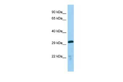 Western Blot: TMX2 Antibody [NBP2-88444] - Host: Rabbit. Target Name: Tmx2. Sample Type: Mouse Lung lysates. Antibody Dilution: 1.0ug/ml