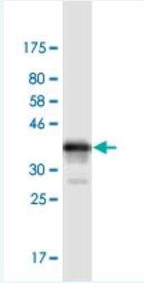 Western Blot: TNF RI/TNFRSF1A Antibody (7F12) [H00007132-M45-100ug] - Detection against Immunogen (37.84 KDa) .