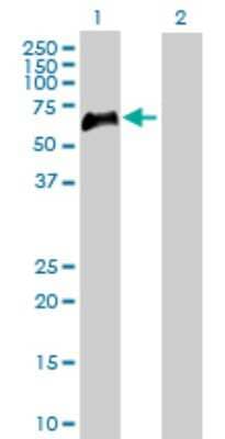 Western Blot: TNF RII/TNFRSF1B Antibody [H00007133-D01P] - Analysis of TNFRSF1B expression in transfected 293T cell line by TNFRSF1B polyclonal antibody.Lane 1: TNFRSF1B transfected lysate(48.30 KDa).Lane 2: Non-transfected lysate.