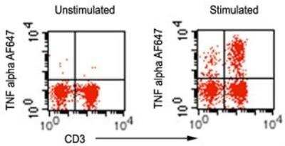 Flow Cytometry: TNF-alpha Antibody (6N1E7) - Azide Free [NBP2-27224] - Human PBMC were stimulated with PMA (10 ng/ml) and Ionomycin (500 ng/ml) for 5h in presence of Brefeldin A. At the end of stimulation, cells were surface stained with before testing with by intracellular staining. Fixed and permeabilized cells were incubated with 10 ul (0.5 ug) of TNF antibody (or ) for 30 minutes on ice. Lymphocyte population was gated for analysis to show TNF alpha positive T cells.
