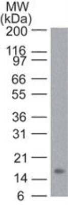 Western Blot: TNF-alpha Antibody (6N1E7) - Azide Free [NBP2-27224] - Analysis of TNF alpha recombinant protein using TNF alpha antibody at 3 ug/ml. Goat anti-mouse Ig HRP secondary antibody and PicoTect ECL substrate solution were used for this test.