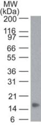 Western Blot: TNF-alpha Antibody (6N2E12) - Azide and BSA Free [NBP2-80984] - Analysis of TNF alpha recombinant protein using TNF alpha antibody at 3 ug/ml. Goat anti-mouse Ig HRP secondary antibody and PicoTect ECL substrate solution were used for this test. Image from the standard format of this antibody.