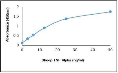 ELISA: TNF-alpha Antibody [NBP3-11331] - Recombinant Sheep TNF alpha  detected using Rabbit anti Sheep TNF alpha as the capture reagent and Rabbit anti Sheep TNF alpha:Biotin as the detection reagent followed by Streptavidin:HRP.
