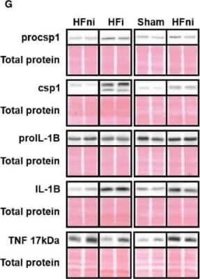 Western Blot: TNF-alpha Antibody (J2D10) [NBP2-45333] - Analysis of pro-inflammatory signalling in left ventricle lysates. Representative immunoblots and total protein staining of procsp1, csp1, proIL-1beta, IL-1beta and TNF-alpha in sham-operated group (Sham), non-infarcted (HFni) and infarcted (HFi) tissue of failing hearts. Data are presented as mean +/- SEM; n = 6-9 per group; *P < 0.05 vs Sham; #P < 0.05 vs HFni Image collected and cropped by CiteAb from the following publication (//onlinelibrary.wiley.com/doi/abs/10.1111/jcmm.14536), licensed under a CC-BY license.
