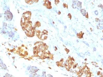 Immunohistochemistry-Paraffin: TNF-alpha Antibody (P/T2) [NBP2-34302] - Formalin-fixed, paraffin-embedded human Pancreas stained with TNF-alpha Antibody (P/T2).