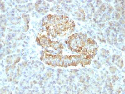 Immunohistochemistry-Paraffin: TNF-alpha Antibody (TNF/1500R) [NBP2-53242] - Formalin-fixed, paraffin-embedded Human Pancreas stained with TNF-alpha Recombinant Rabbit Monoclonal Antibody (TNF/1500R).