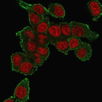 Immunocytochemistry/Immunofluorescence: TNF-alpha Antibody (TNF706) [NBP2-34303] - Immunofluorescence staining of HePG2 cells using TNF-alpha Antibody (TNF706) followed by goat anti-mouse IgG-CF488 (green). Nuclei are stained with Red Dot.