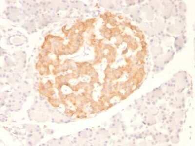 Immunohistochemistry-Paraffin: TNF-alpha Antibody (TNF706) [NBP2-34303] - Formalin-fixed, paraffin-embedded Rat Pancreas stained with TNF-alpha Antibody (TNF706)
