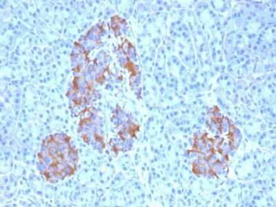 Immunohistochemistry-Paraffin: TNF-alpha Antibody (TNFA/1172) - Azide and BSA Free [NBP2-47675] - Formalin-fixed, paraffin-embedded human Pancreas stained with TNF-alpha Antibody (TNFA/1172).
