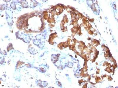 Immunohistochemistry-Paraffin: TNF-alpha Antibody (TNFA/1172) - Azide and BSA Free [NBP2-47675] - Rat Pancreas stained with TNF alpha Monoclonal Antibody (TNFA/1172)