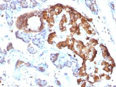 Immunohistochemistry-Paraffin: TNF-alpha Antibody (TNFA/1172) [NBP2-45331] - Rat Pancreas stained with TNF alpha Monoclonal Antibody (TNFA/1172)