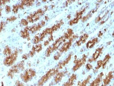 Immunohistochemistry-Paraffin: TNF-alpha Antibody (TNFA/1172) [NBP2-45331] - Rat Stomach stained with TNF alpha Monoclonal Antibody (TNFA/1172)