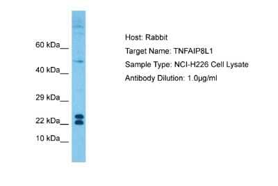 Western Blot: TNFAIP8L1 Antibody [NBP1-91434] - Host: Rabbit. Target Name: TNFAIP8L1. Sample Tissue: Human NCI-H226 Whole Cell. Antibody Dilution: 1ug/ml