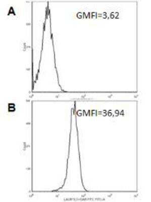 Flow Cytometry: TNFSF14 Antibody (Laury-1) [NBP1-97619] - Detection of endogenous human HVEM with MAb to HVEM (human) (Laury-1). Method: Established melanoma cells (10^5) were incubated on ice for 30 minutes with 2.5ug/ml of an isotype control (Figure A) or with 2.5ug/ml of MAb to HVEM (human) (Laury-1) (Figure B). The primary antibody was revealed with PAb to Rat IgG (FITC) and then analyzed by Flow Cytometry. The GMFI (geometric mean of fluorescence intensity) is shown. 