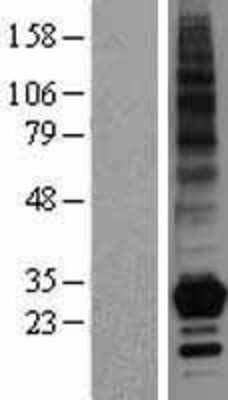 Western Blot OX40 Ligand/TNFSF4 Overexpression Lysate