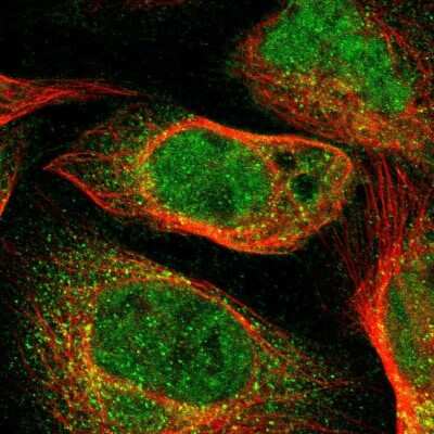 Immunocytochemistry/Immunofluorescence: TNIK Antibody [NBP1-82994] - Staining of human cell line U-2 OS shows localization to nucleoplasm & cytosol. Antibody staining is shown in green.