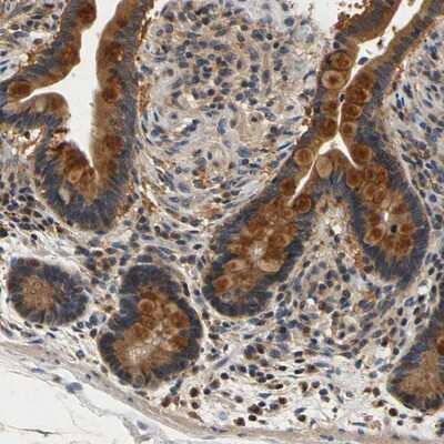 Immunohistochemistry-Paraffin: TNIK Antibody [NBP1-82994] - Staining of human colon shows strong cytoplasmic positivity in glandular cells.