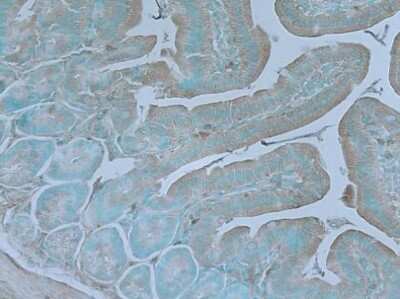 Immunohistochemistry-Paraffin: TNIK Antibody [NBP3-13022] - TNIK antibody detects TNIK protein at cytosol on mouse Colon by immunohistochemical analysis. Sample: Paraffin-embedded mouse Colon TNIK antibody (NBP3-13022) dilution: 1:100 Antigen Retrieval: Trilogy(TM) (EDTA based, pH 8.0) buffer, 15min