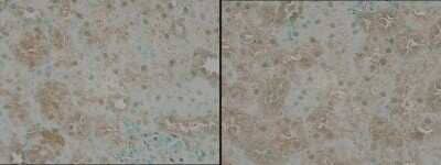 Immunohistochemistry-Paraffin: TNIK Antibody [NBP3-13022] - TNIK antibody detects TNIK protein at cytosol on Mouse Kidney by immunohistochemical analysis. Sample: Paraffin-embedded Mouse Kidney TNIK antibody (NBP3-13022) dilution: 1:100 Antigen Retrieval: Trilogy(TM) (EDTA based, pH 8.0) buffer, 15min