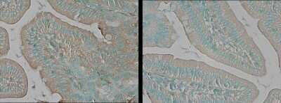 Immunohistochemistry-Paraffin: TNIK Antibody [NBP3-13022] - TNIK antibody detects TNIK protein at cytosol on Mouse small intestine by immunohistochemical analysis. Sample: Paraffin-embedded Mouse small intestine TNIK antibody (NBP3-13022) dilution: 1:100 Antigen Retrieval: Trilogy(TM) (EDTA based, pH 8.0) buffer, 15min