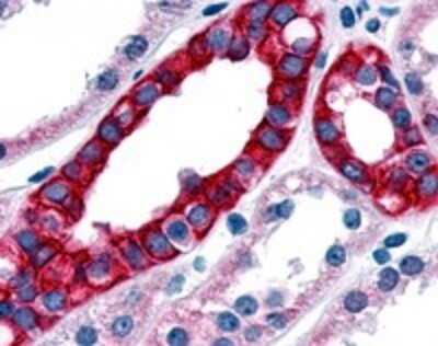 Immunohistochemistry-Paraffin: TNIK Antibody [NLS7401] - Analysis of anti-TNIK antibody with kidney at 2 ug/ml.