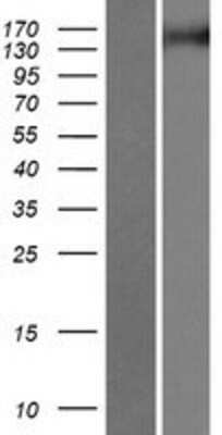 Western Blot: TNIK Overexpression Lysate (Adult Normal) [NBP2-07221] Left-Empty vector transfected control cell lysate (HEK293 cell lysate); Right -Over-expression Lysate for TNIK.