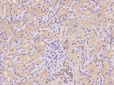 Immunohistochemistry-Paraffin: TNIP3 Antibody [NBP2-97865] - Immunochemical staining of human TNIP3 in human kidney with rabbit polyclonal antibody at 1:100 dilution, formalin-fixed paraffin embedded sections.