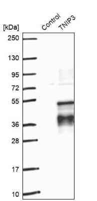 Western Blot TNIP3 Antibody - BSA Free