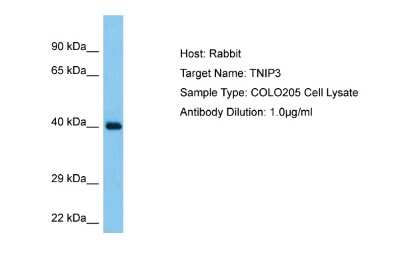 Western Blot TNIP3 Antibody - BSA Free