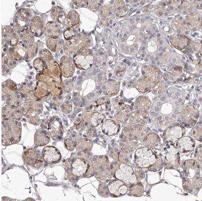 Immunohistochemistry-Paraffin: TNN Antibody [NBP1-91048] - Staining of human salivary gland shows weak cytoplasmic and moderate to strong membranous positivity in glandular cells.