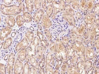 Immunohistochemistry-Paraffin: TNN Antibody [NBP2-98639] - Immunochemical staining of human TNN in human kidney with rabbit polyclonal antibody at 1:100 dilution, formalin-fixed paraffin embedded sections.