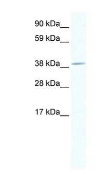 Western Blot: TOB1 Antibody [NBP1-80225] - NIH-3T3 cells lysate, concentration 1.25ug/ml.