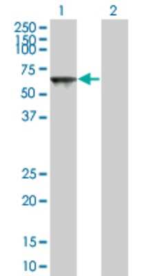 Western Blot: TOE1 Antibody (1D4) [H00114034-M03] - Analysis of TOE1 expression in transfected 293T cell line by TOE1 monoclonal antibody (M03), clone 1D4. Lane 1: TOE1 transfected lysatE (56.548 KDa). Lane 2: Non-transfected lysate.
