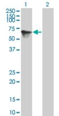 Western Blot: TOE1 Antibody (2D7) [H00114034-M04] - Analysis of TOE1 expression in transfected 293T cell line by TOE1 monoclonal antibody (M04), clone 2D7. Lane 1: TOE1 transfected lysatE (56.548 KDa). Lane 2: Non-transfected lysate.