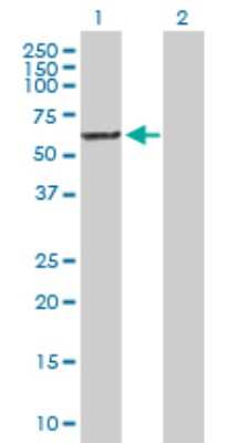Western Blot: TOE1 Antibody [H00114034-D01P] - Analysis of TOE1 expression in transfected 293T cell line by TOE1 polyclonal antibody.Lane 1: TOE1 transfected lysate(56.50 KDa).Lane 2: Non-transfected lysate.