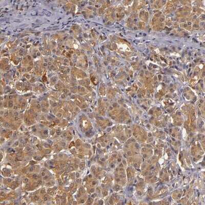 Immunohistochemistry-Paraffin: TOM1 Antibody [NBP1-86170] - Staining of human pancreas shows moderate cytoplasmic positivity in exocrine glandular cells.