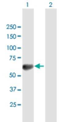 Western Blot: TOM1 Antibody [H00010043-B01P] - Analysis of TOM1 expression in transfected 293T cell line by TOM1 polyclonal antibody.  Lane 1: TOM1 transfected lysate(54.12 KDa). Lane 2: Non-transfected lysate.