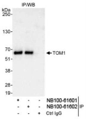 Western Blot: TOM1 Antibody [NB100-61601] - Detection of Human TOM1 by Western Blot of  Immunoprecipitates. Samples: Whole cell lysate (1 mg for IP,  20% of IP loaded) from HeLa cells. Antibodies: Affinity purified  rabbit anti-TOM1 antibody NB100-61601 used for IP at 3 mcg/mg  lysate. TOM1 was also immunoprecipitated by rabbit anti-  TOM1 antibody NB100-61602, which recognizes a downstream  epitope.  Detection:  Chemiluminescence with an exposure time of 3 seconds.
