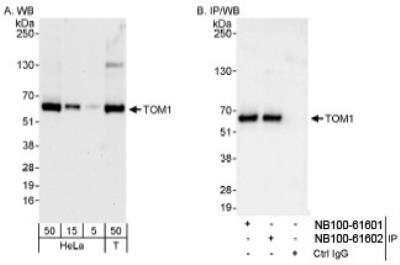 Western Blot: TOM1 Antibody [NB100-61602] - Detection of Human TOM1 on HeLa whole cell lysate using NB100-61602. TOM1 was also immunoprecipitated by rabbit anti-TOM1 antibody NB10-61601.