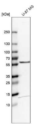 Western Blot: TOM1 Antibody [NBP2-55152] - Analysis in human cell line U-87 MG.