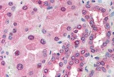 Immunohistochemistry-Paraffin: TOM1L1 Antibody [NBP1-39791] - Analysis of anti-TOM1L1 antibody with human kidney at concentration 20 ug/ml.