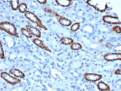 Immunohistochemistry-Paraffin: TOM1L1 Antibody (TOM1L1/4690) - Azide and BSA Free [NBP3-08878] - IHC analysis of formalin-fixed, paraffin-embedded human kidney. TOM1L1 antibody (TOM1L1/4690) at 2ug/ml in PBS for 30min RT. HIER: Tris/EDTA, pH9.0, 45min. 2 : HRP-polymer, 30min. DAB, 5min.