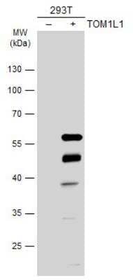 Western Blot TOM1L1 Antibody