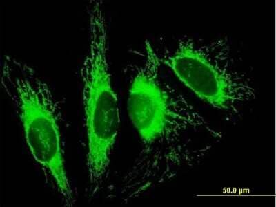 Immunocytochemistry/Immunofluorescence: TOM70 Antibody [H00009868-B01P] - Analysis of purified antibody to TOMM70A on HeLa cell. (antibody concentration 10 ug/ml)