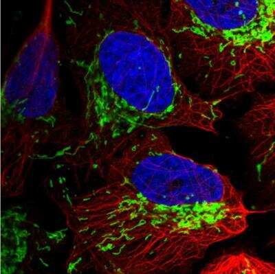 Immunocytochemistry/Immunofluorescence: TOM70 Antibody [NBP2-38571] - Staining of human cell line U-2 OS shows localization to mitochondria. Antibody staining is shown in green.