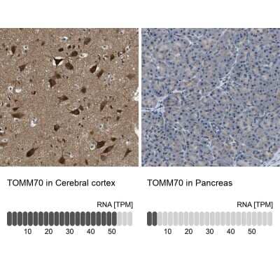 Immunohistochemistry-Paraffin: TOM70 Antibody [NBP1-87863] - Analysis in human cerebral cortex and pancreas tissues using NBP1-87863 antibody. Corresponding TOMM70 RNA-seq data are presented for the same tissues.