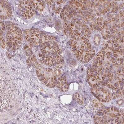 Immunohistochemistry-Paraffin: TOM70 Antibody [NBP2-38571] - Staining of human pancreas shows moderate positivity in exocrine glandular cells.